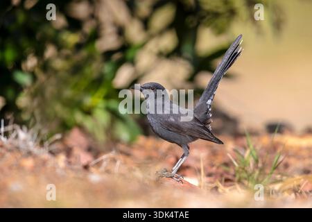Black Bush robin, Black Bushchat, Black Bush-robin, Black scrub robin, Black scrub-robin (Cercotrichas podobe), donna siede a terra, Egitto, Gouv Foto Stock