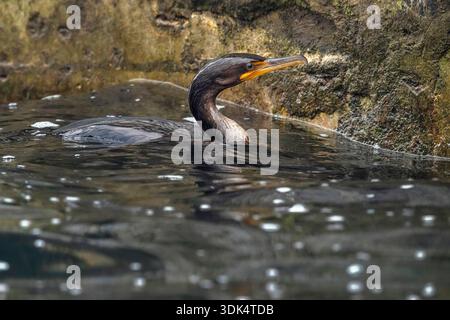 Cormorano a doppia cresta (Nannopterum auritum, Phalacrocorax auritus), prima nuotata invernale vicino al porto principale, Azzorre, Corvo Foto Stock