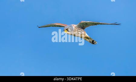 European Kestrel, Eurasian Kestrel, Old World Kestrel, Common Kestrel (Falco tinnunculus, Falco tinnunculus tinnunculus), in volo, vista frontale, Nethe Foto Stock