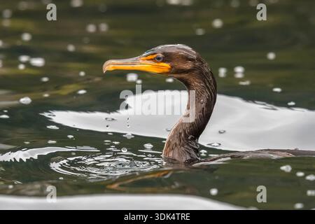 Cormorano a doppia cresta (Nannopterum auritum, Phalacrocorax auritus), prima nuotata invernale vicino al porto principale, le Azzorre Foto Stock