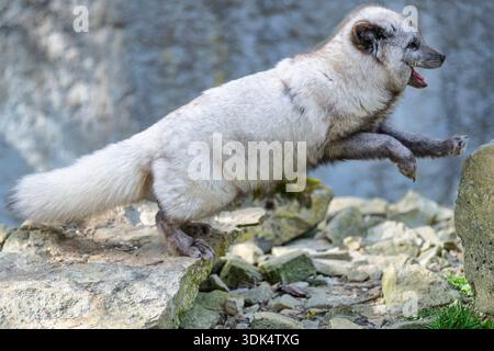 Volpe artica, volpe polare (Alopex lagopus, Vulpes lagopus), che salta Foto Stock