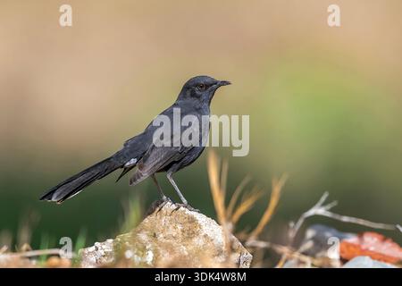 Black Bush robin, Black Bushchat, Black Bush-robin, Black scrub robin, Black scrub-robin (Cercotrichas podobe), donna siede a terra, Egitto, bere Foto Stock