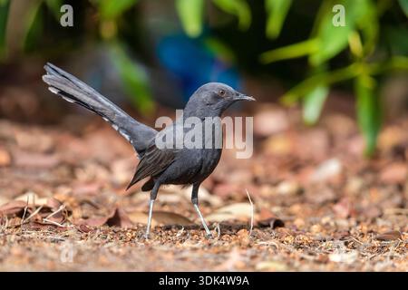 Black Bush robin, Black Bushchat, Black Bush-robin, Black scrub robin, Black scrub-robin (Cercotrichas podobe), donna siede a terra, Egitto, bere Foto Stock