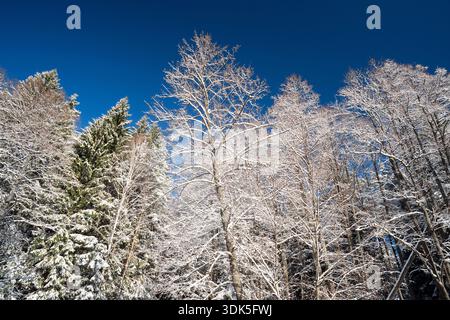 Cime degli alberi in una foresta invernale contro un paesaggio limpido e blu del cielo Foto Stock