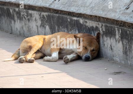 Un cane marrone randagio dorme tranquillamente sul marciapiede urbano contro un muro di cemento intemprato. Senzatetto animale domestico riposante sotto la calda luce del sole Foto Stock