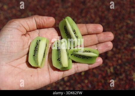 Fette di kiwi tenute in mano sulla luce naturale all'aperto. Kiwi di frutta sano tagliato a fette Foto Stock