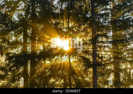La luce del sole splende tra alberi di pino. Raggi dorati del sole che scorre attraverso fitti alberi di pino in una foresta tranquilla, creando un caldo e sereno Foto Stock