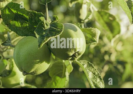 Due mele verdi biologiche maturate su un ramo d'albero in un sole. Foto Stock