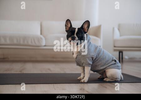 Il cane del cane è seduto su un tappetino yoga nella camera domestica. Foto Stock