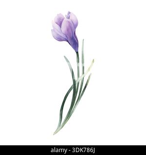 Fiore a bulbo Crocus Spring. Illustrazione floreale disegnata a mano con acquerello isolata su sfondo bianco per il giorno della Pasqua, tessuto per la casa di design fresco e favoloso Foto Stock