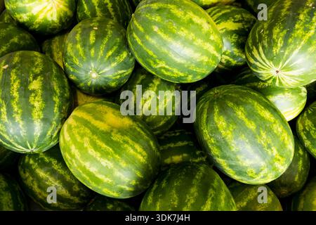 Una cassa di meloni verdi e gialli, Citrullus lanatus. Foto Stock