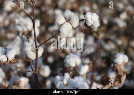 campo di cotone pronto per harve Foto Stock