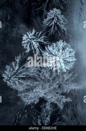 Vista aerea di sempreverdi innevati che proiettano un forte incantesimo invernale, i loro rami ghiacciati che raggiungono il cielo in mezzo a un paesaggio monocromatico, Champé Foto Stock