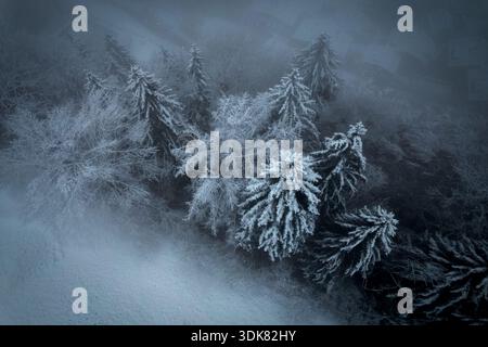 Vista aerea di sempreverdi carichi di neve, i loro rami ghiacciati che raggiungono il cielo in mezzo a una fitta nebbia eterea, Champéry, Vallese, Svizzera. Foto Stock