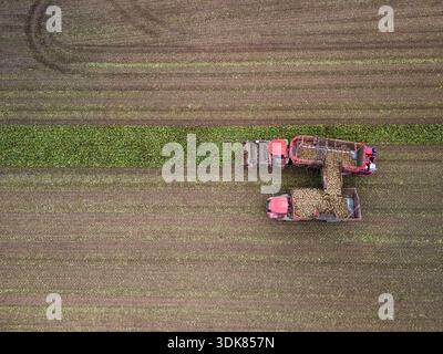 Veduta aerea di una raccoglitrice di barbabietole da zucchero rossa in un campo durante il raccolto autunnale, Gnevkow, Meclemburgo-Vorpommern, Germania Foto Stock