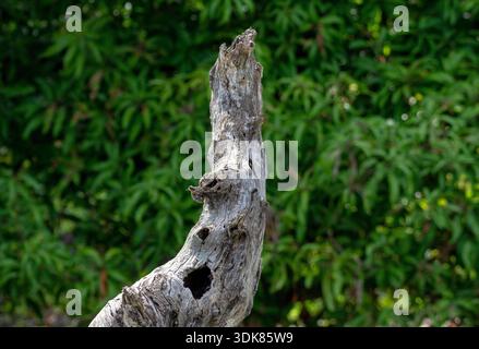 Un pezzo di mare disteso sulla sabbia, intemprato dall'acqua e dal vento, che evoca texture naturali, paesaggi costieri e paesaggi sereni. Foto Stock