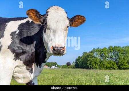 Mucca matura felice, bianco e nero curioso in un campo verde, cielo blu che guarda la fotocamera Foto Stock