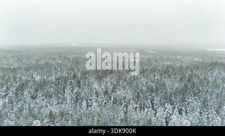 Foresta aerea invernale - natura selvaggia coperta di neve dell'Estonia Foto Stock