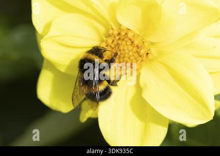 Buff tailed bumblebee (Bombus terrestris) insetti adulti di api che si nutrono di un fiore giallo del giardino Dahlia in estate, Inghilterra, Regno Unito Foto Stock