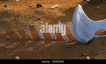 Arabia Saudita, ossa di cammello nel deserto, sabbia del deserto, Medio Oriente Foto Stock