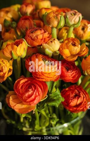 Un bouquet luminoso di fiori di Ranunculus asiaticus in ricche sfumature di arancio e giallo, che brillano nella calda luce del sole Foto Stock