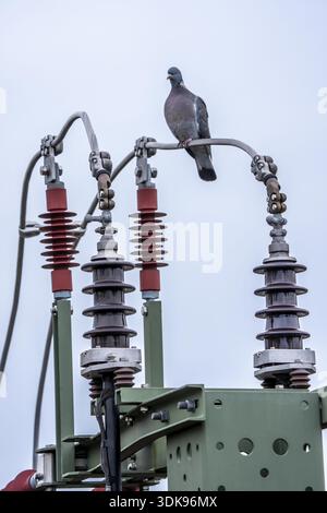 Pigeon si trova su un cavo di alimentazione per la potenza di trazione, un albero con un interruttore automatico per attivare o disattivare l'elettricità alla rete ferroviaria, isolanti, germi Foto Stock