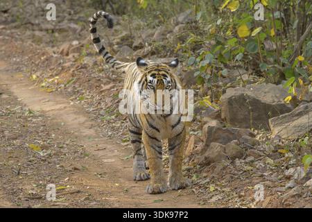 Una tigre cammina lungo un sentiero nella foresta con una postura focalizzata, Panthera tigris, Ranthambore National Park, India Foto Stock