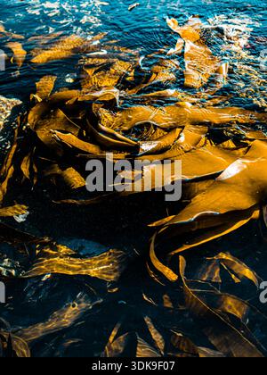 Alga marrone dorata illuminata dalla luce del sole nelle acque costiere poco profonde lungo la costa scozzese, creando modelli e riflessi astratti. Foto Stock