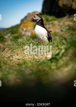Puffin atlantica in piedi su un terreno costiero erboso con scogliere e cielo blu alle spalle. Foto Stock
