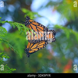 Due farfalle Monarch (Danaus plexippus) che si accoppiano in un albero di cedro. Sparato nel sud-ovest dell'Ontario, Canada. Foto Stock