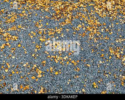 Vista dall'alto sfondo di molte foglie gialle di ginkgo biloba cadute sparse su pietre di ghiaia grigie in autunno. Foto Stock