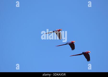 Scarlet Macaws in volo contro Blue Sky Foto Stock