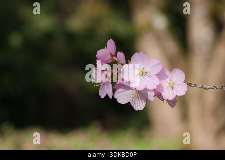 Il ciliegio di Sargent fiorisce sul ramo con sfondo sfocato, primo piano Foto Stock