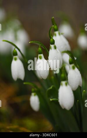 White snowdrop nel giardino Foto Stock