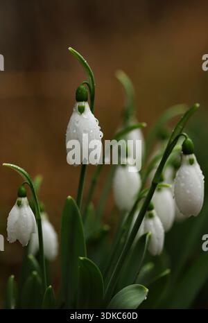 White snowdrop nel giardino Foto Stock