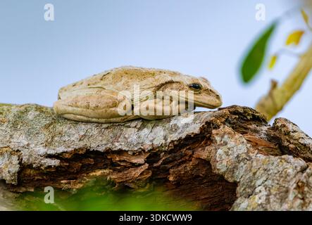 Una rana cubana (Osteopilus septentrionalis) seduta su un tronco d'albero. Porto Rico. Foto Stock
