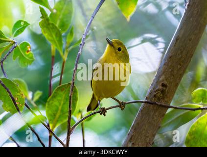 Una parula gialla di mangrovie (Setophaga petechia) nel suo habitat naturale. Porto Rico. Foto Stock