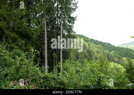 Splendida foresta lussureggiante mista di conifere e decidue con un vivace fogliame verde. Foto Stock