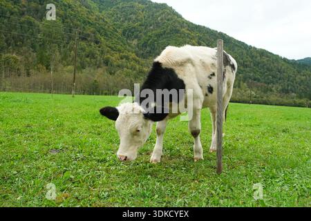 Giovane vitello bianco e nero che pascolano nel prato verde Foto Stock