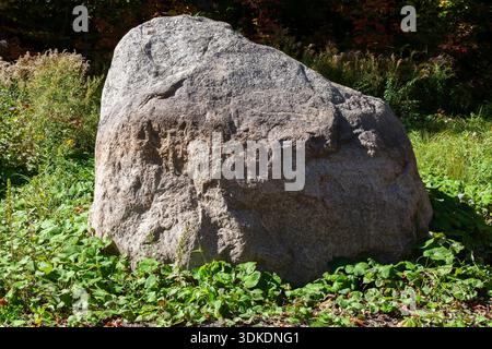 Grande roccia di granito grigio circondata da Petasites Fragrans - Elliotropio invernale all'inizio dell'autunno. Foto Stock