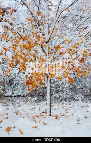 Acer - Acero con foglie ricoperte d'inverno appena caduto come neve e vento soffiato Quercus - foglie di quercia a terra nel tardo autunno. Foto Stock