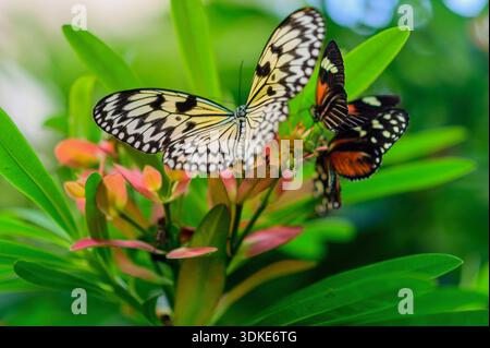 Due farfalle di aquilone di carta che si nutrono insieme di foglie di piante tropicali. Foto Stock