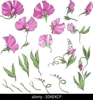 fiori e foglie rosa di pisello dolce, illustrazione vintage. grande set di elementi isolati Illustrazione Vettoriale