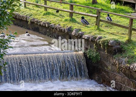 Anatre intorno a una sponda del fiume e a una piccola cascata a Newport, sull'isola di wight, Regno Unito Foto Stock