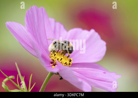 bumblebee dalla coda bianca (Bombus lucorum) insetti di api adulti che si nutrono di un fiore di Cosmos da giardino in estate, Inghilterra, Regno Unito Foto Stock