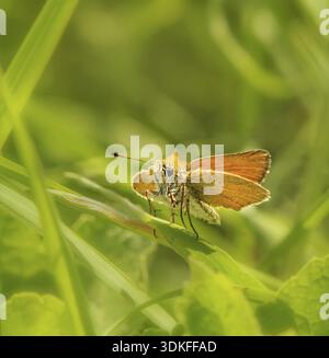 Falena dalla testa marrone "Thymelicus sylvestris" Foto Stock