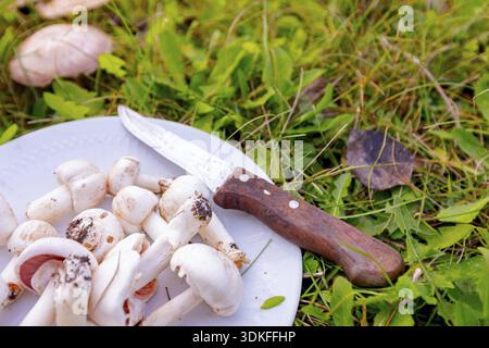 Funghi bianchi selvatici con ombrelli raccolti sul piatto per cucinare, dal giardino nella stagione autunnale Foto Stock
