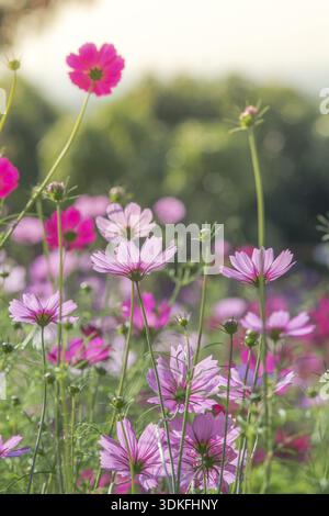 Cosmos fiori in natura, dolce, sfondo sfocato sfondo floreale, rosa chiaro e rosa intenso cosmo Foto Stock
