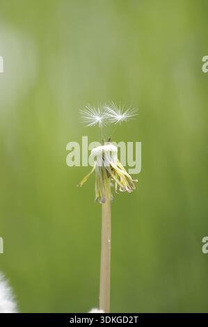 Dente di leone, dente di leone, fiore di vacca, pianta, prato, primavera, seme, botanica, natura Foto Stock