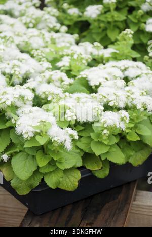Ageratum, ageratum bianco, piante di vaso bianco nel vassoio nero Foto Stock